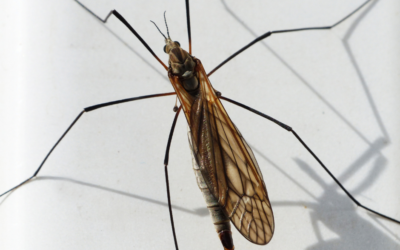 Mosquito Abatement and Your Stormwater System – What You Should Know